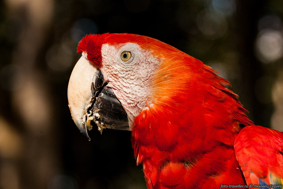 Попугай Красный ара