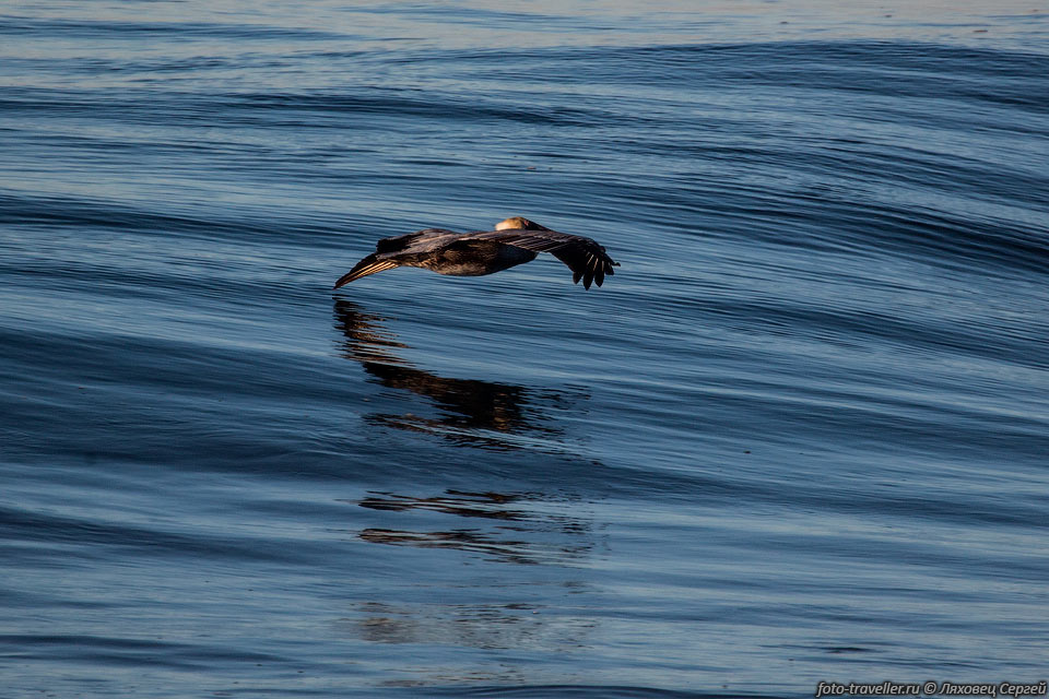 Пеликан, летящий над волной