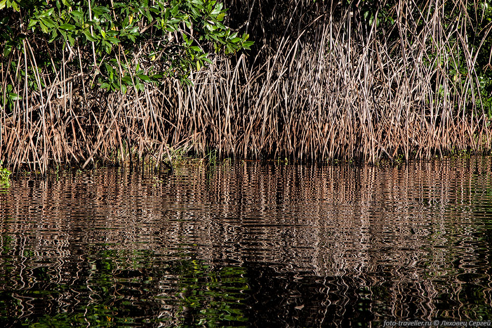 Заповедник Биотопо Монтеррико-Гаваи имеет длину 20 км и охраняет 
побережье с прибрежными мангровыми болотами с богатой птичьей и водной жизнью.
Мангровые болота состоят из 25 лагун, которые связаны между собой каналами.