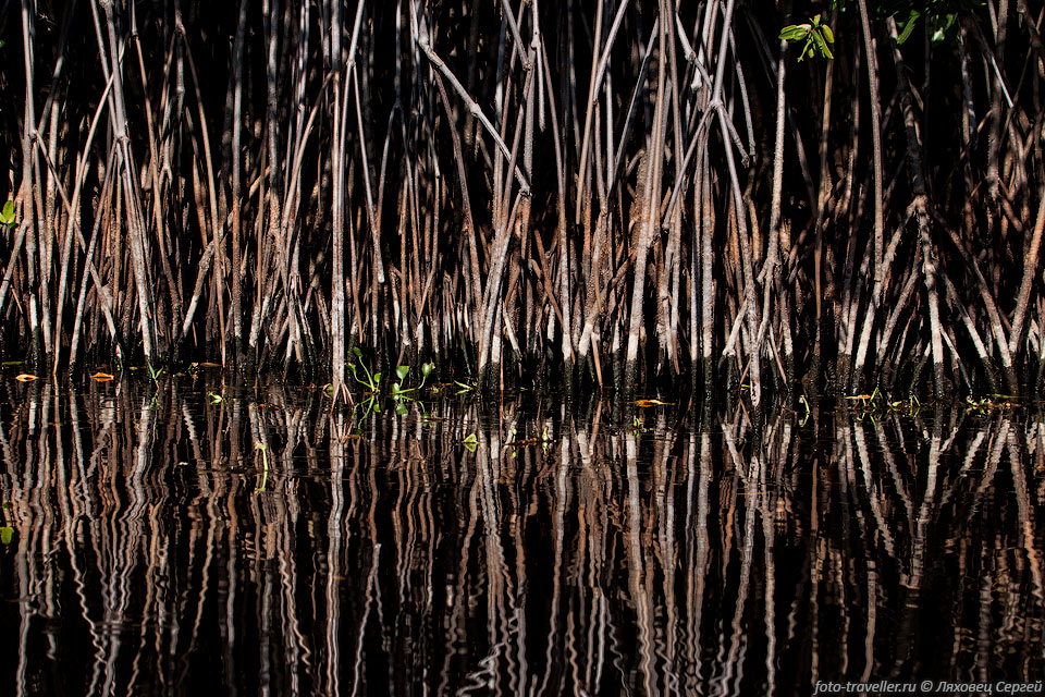 Плотные корни мангров