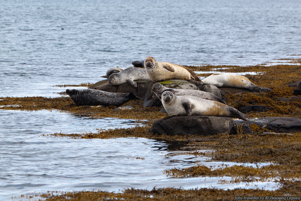 Обыкнове́нный тюле́нь (Phoca vitulina) - представитель семейства 
настоящих тюленей.
Встречаются во всех морях, примыкающих к Северному Ледовитому океану. 
Обыкновенные тюлени бывают коричневого, рыжеватого или серого цвета. 