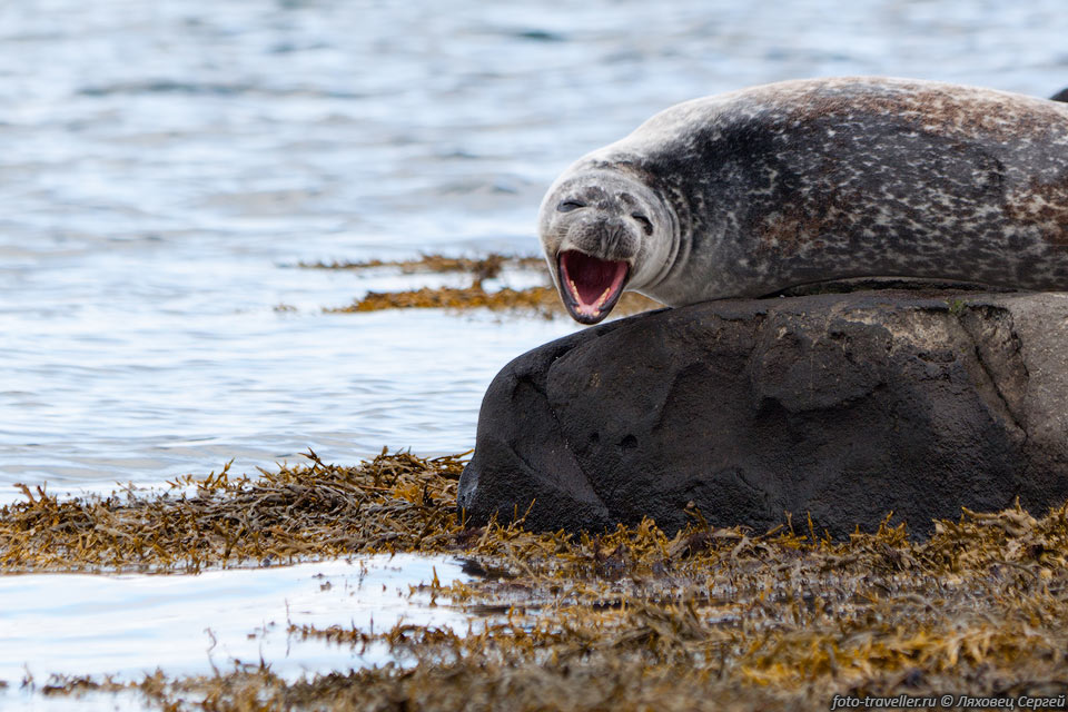 Береговые формы обыкновенного тюленя для родов выходят на отмели, 
образующиеся во время отливов. 
В этих условиях новорождённые должны уметь плавать уже через несколько часов после 
родов.