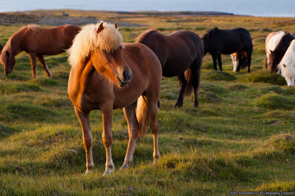 Исландские лошади очень красивые.