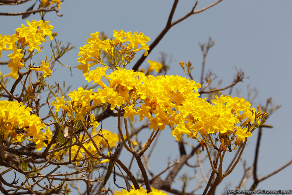 Дерево в желтых цветках.
Возможно это Tabebuia sp.