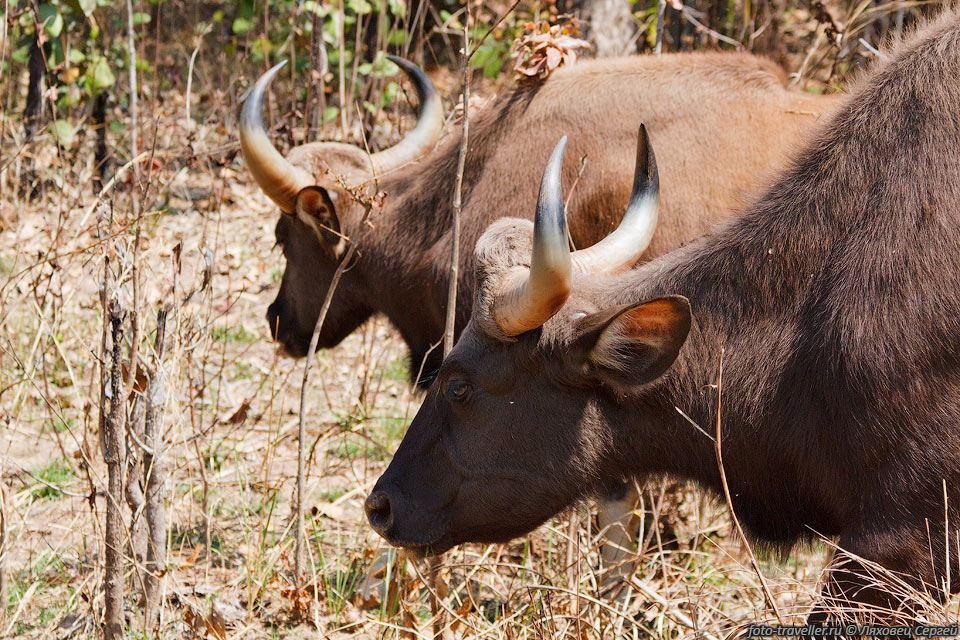 Гаур (Gaur, Bos gaurus, Индийский 
бизон) - самый крупный и сильный дикий буйвол.