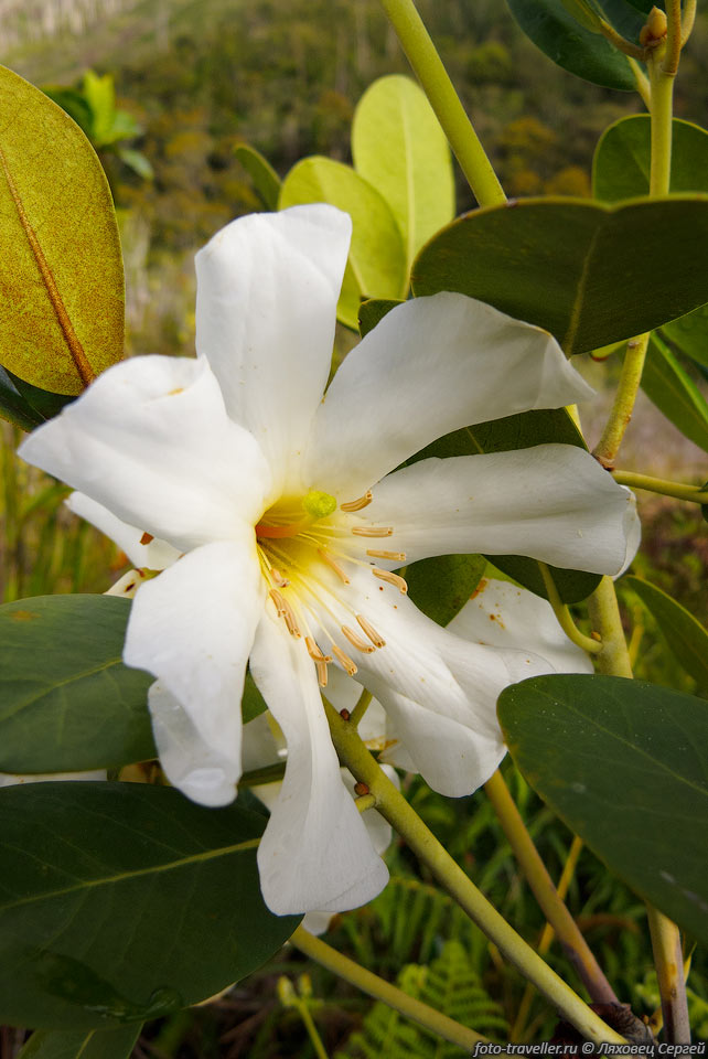 Белый цветок.
Растение видимо относится к семейству Кутровые (Apocynaceae).