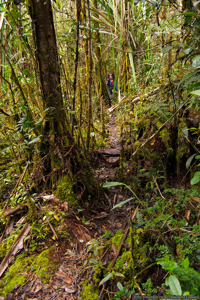 Грязная тропа идет сквозь густой тропический лес, с нее в основном 
даже свернуть некуда.
Лианы, мох, высокие деревья, темнота.