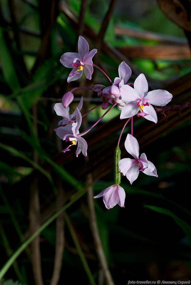 Дикая орхидея.
Хоть и про Новую Гвинею написано, что тут тысячи видов всего чего угодно, 
но реально это единственная дикая орхидея, которую мы увидели.