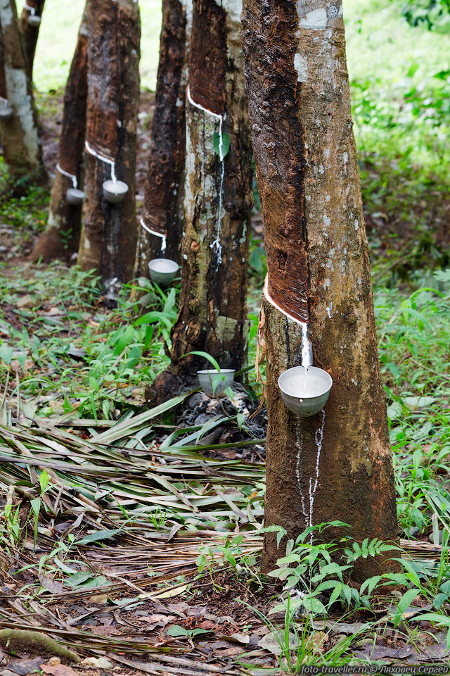 Добыча каучука с каучукового дерева (Гевея бразильская, Hevea 
brasiliensis).