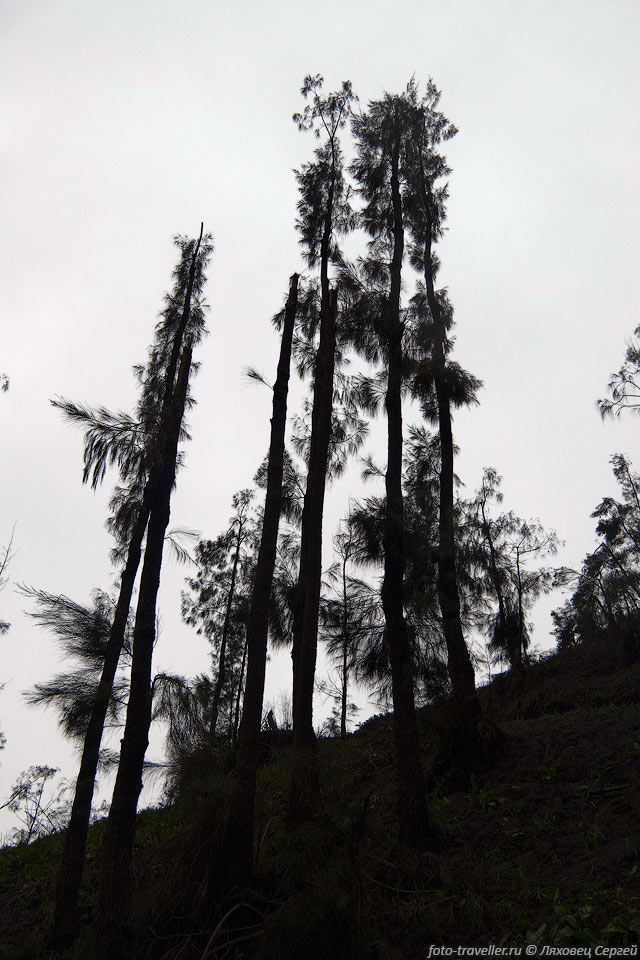 Деревья без веток - результат отламывания их под весом вулканического 
пепла