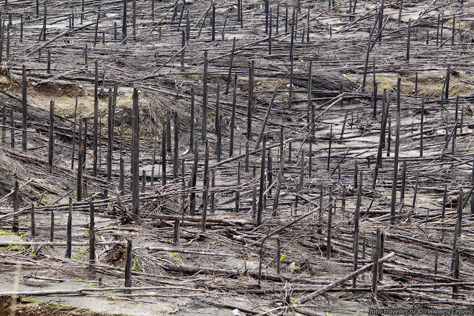После извержения вулкана Мерапи в 2010 году от деревьев остались 
лишь обуглившиеся стволы.
Трудно представить, что тут творилось во время выброса.