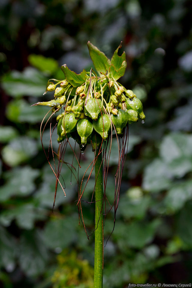 Растение относится к семейству  Такковые (Tacca sp.)