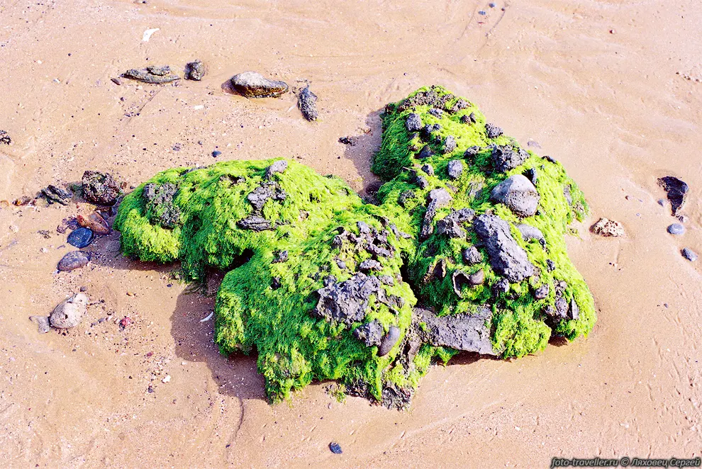 Водоросли на камнях на берегу Каспийского моря.
Уже почти дома.
Пора готовиться в следующую экспедицию ...