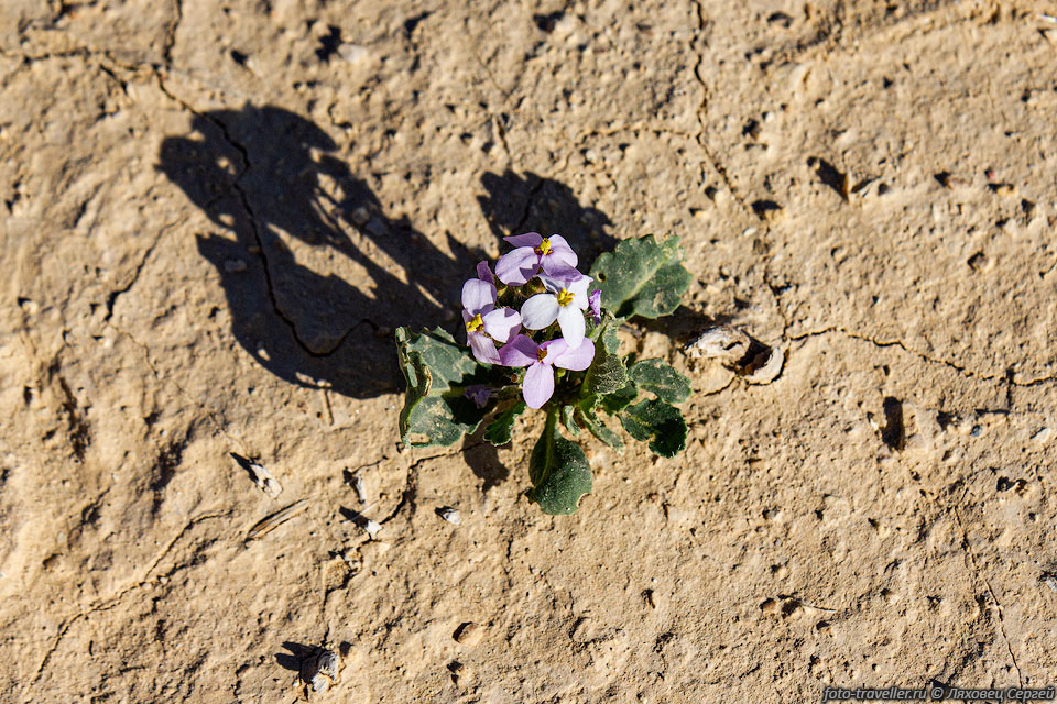 Двурядка едкая (Diplotaxis acris).
Одинокий цветок в пустыне.
