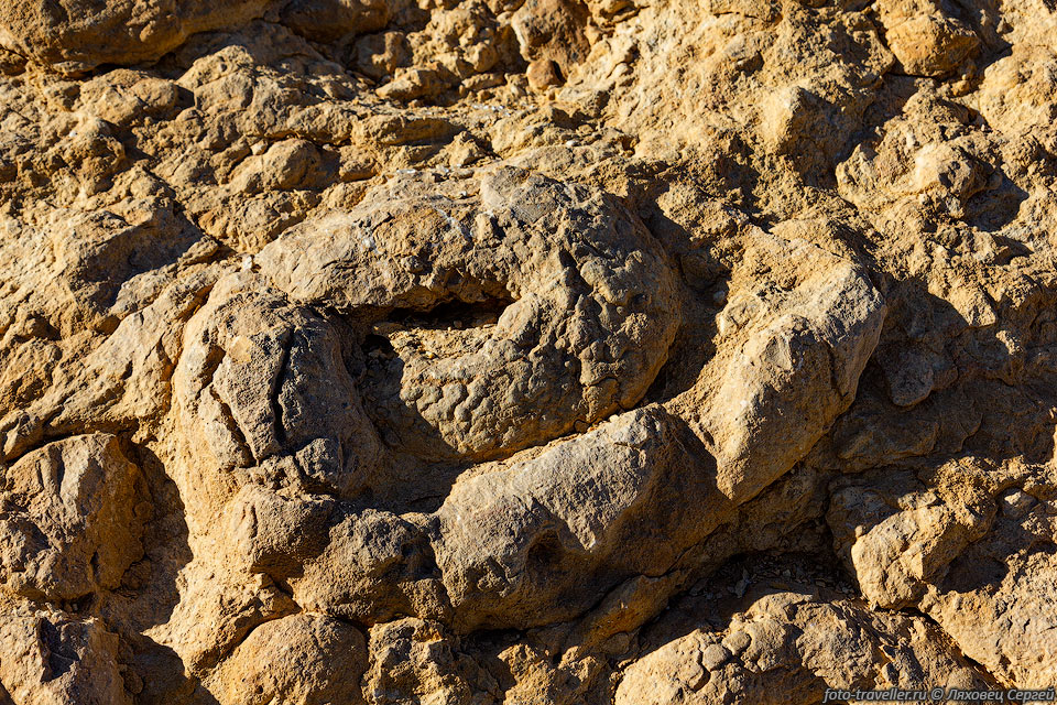 Окаменелости (аммониты) возле кратера Махтеш Рамон.
Стена Аммонитов (Ammonite Wall) расположена с южной стороны кратера.