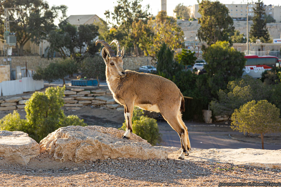 Нубийский горный козёл (Capra nubiana) - символ национальных парков 
Израиля.
Общий окрас желтовато-коричневый, под цвет пустыни.