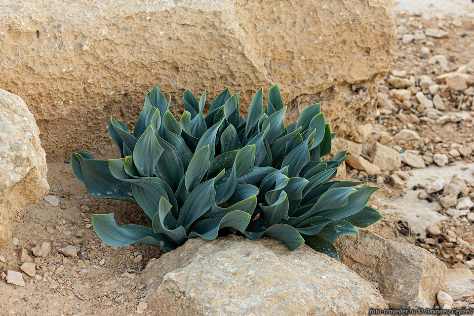Дримия безлистная (Drimia aphylla).
Такое растение мы уже видили на Кипре.