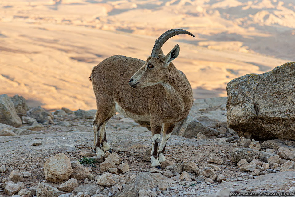 Самки Нубийского горного козла обычно в три раза меньше самцов 
по размерам.