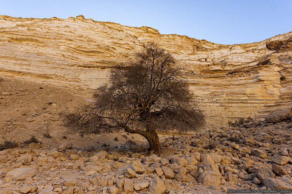 Дерево в каньоне Эйн-Авдат в Национальном парке Эйн-Авдат (En 
Avdat National Park)