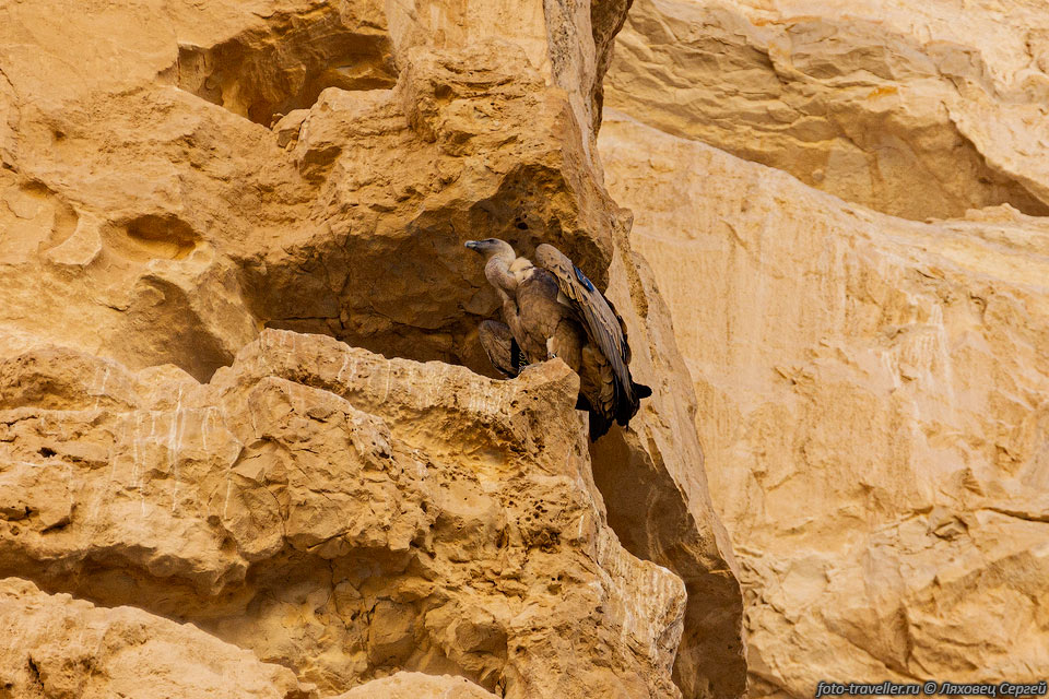 Гриф на стене ущелья Эйн-Авдат.
Множество этих птиц сидят на полках на неприступном обрыве.