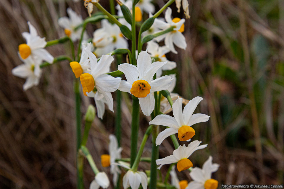 Нарцисс букетный, Нарцисс тацетт (Narcissus tazetta) - многолетнее 
луковичное травянистое растение.
Естественный ареал растения - это Средиземноморье.