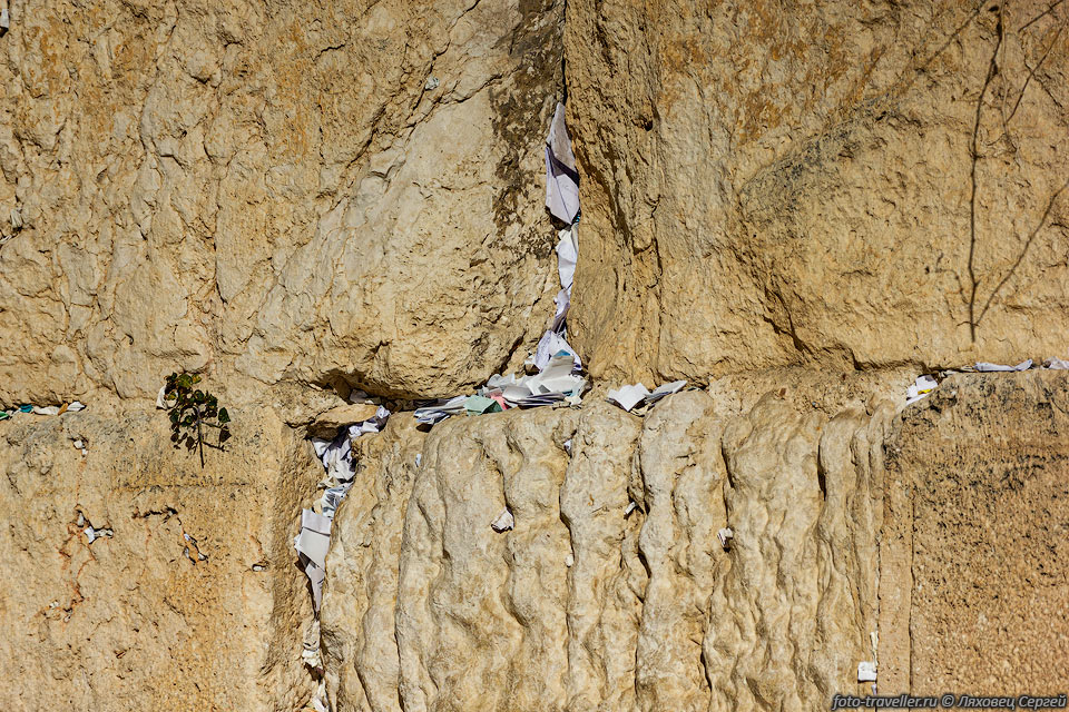 Фрагмент Стены плача шириной 57 метров выходит фасадом 
на большую площадь в Еврейском Квартале и отведён для молитвы.