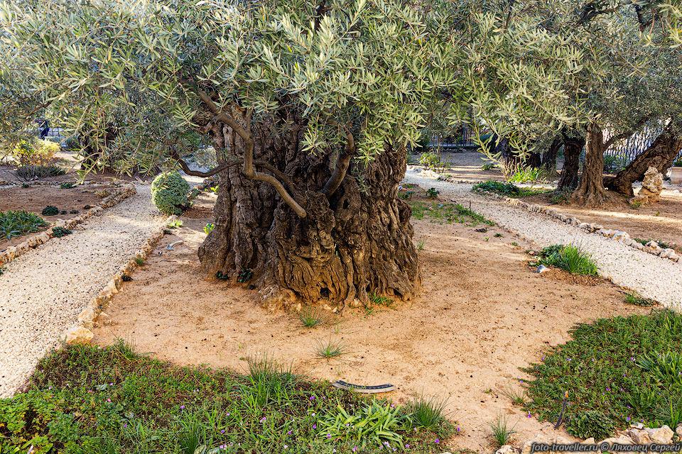 Гефсиманский сад (Garden of Gethsemane) имеет размеры 47х50 м, 
в прошлом сад был значительно больше. 