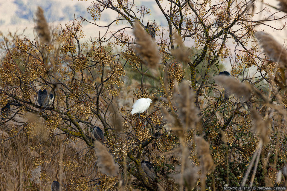 Национальный птичий заповедник Хула (Hula Nature Reserve) 
расположен в долине Хула (Верхняя Галилея) к северу от озера Киннерет. 