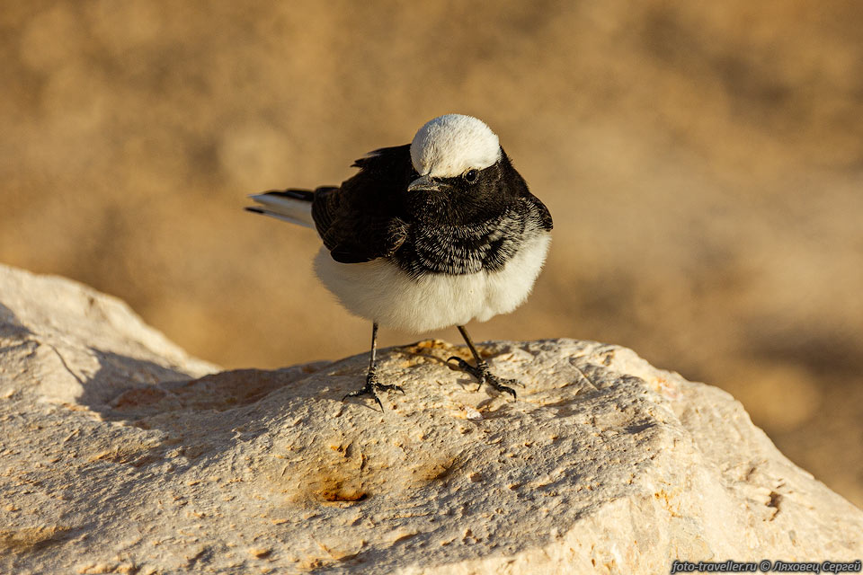 Каменка-плешанка (Oenanthe pleschanka, Pied Wheatear) - вид птиц 
из семейства мухоловковых.
