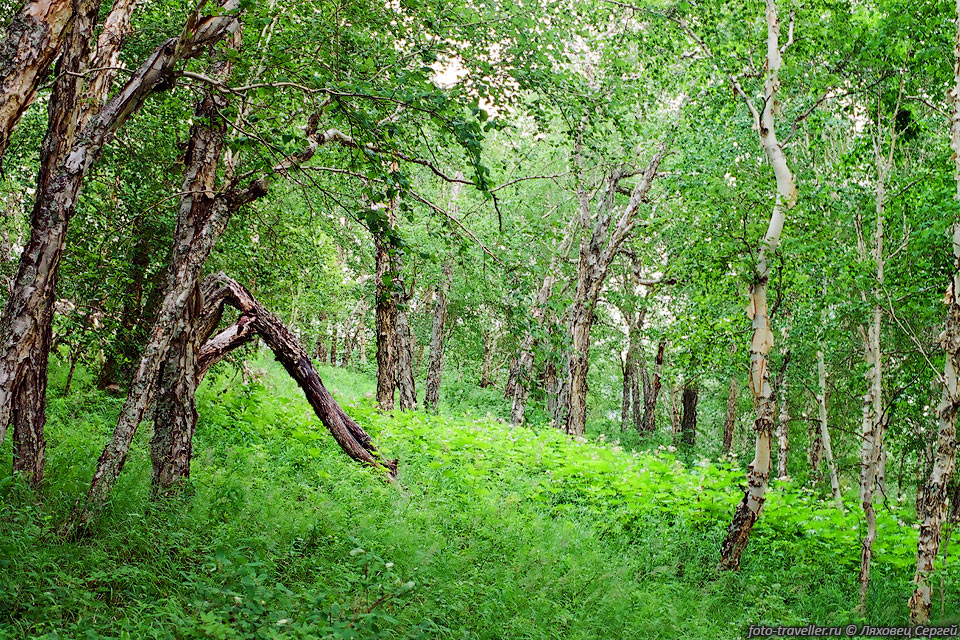 Камчатский редкий лес. 
По таким местам приятно ходить.