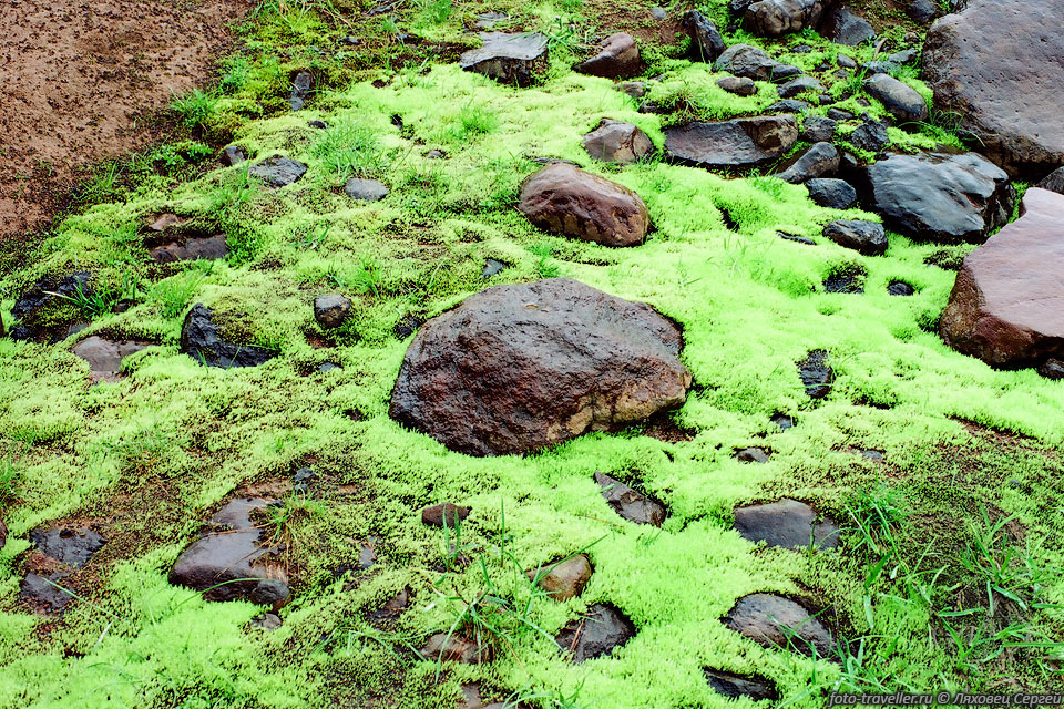 Камни в ярко-зеленом мхе