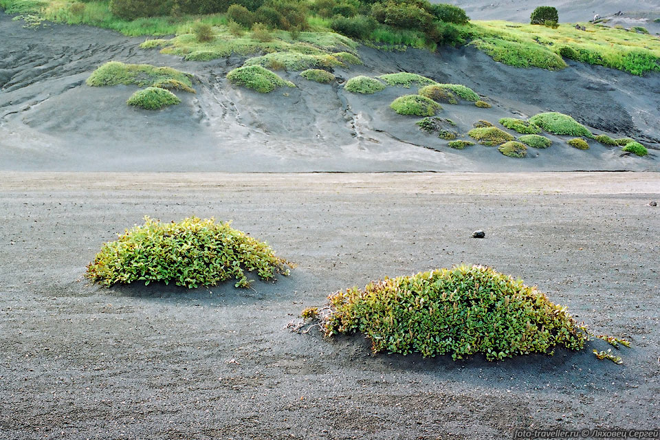 Карликовые кусты на поле из мелкого вулканического шлака и пемзы.
Как они тут выживают?