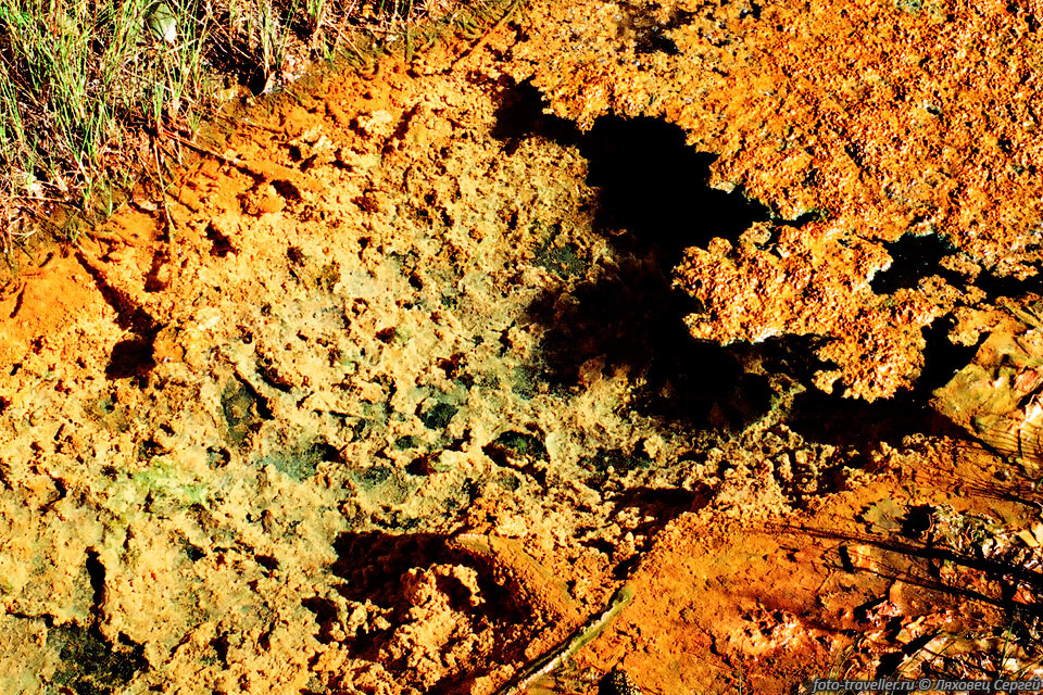 Русла теплых ручейков покрыты отложениями и поросли термофильными 
водорослями