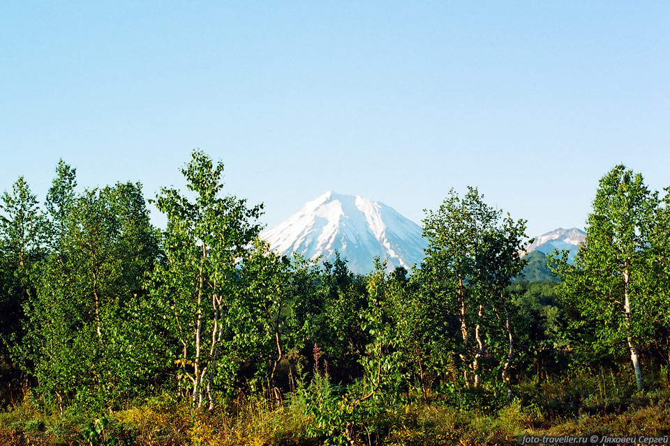 Вулкан Корякский над лесом. Его высота 3456 м.