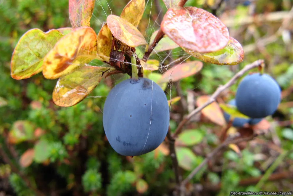 Голубика (Vaccinium uliginosum L.).
