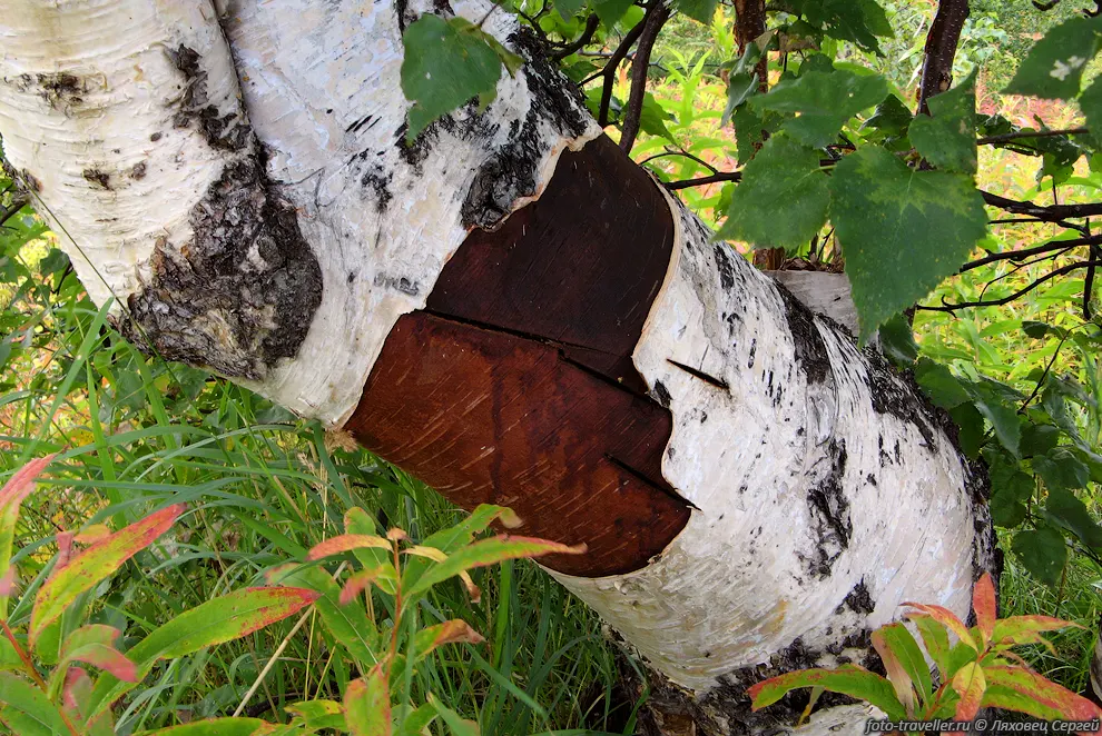 Берёза Эрмана (каменная берёза, Betula ermanii Cham.).
