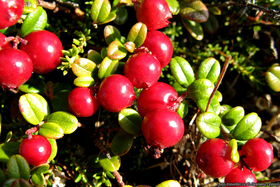 Брусника обыкновенная, Vaccinium vitis-idaea L. (Rhodococcum vitis-idaea 
(L.) Avror.).