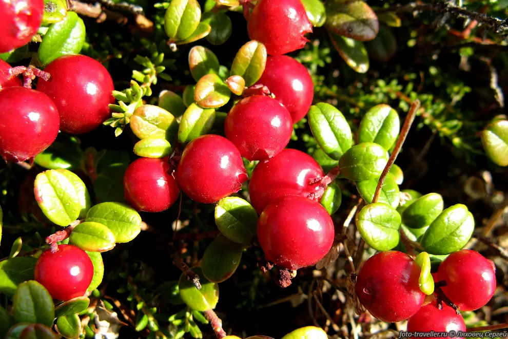 Брусника обыкновенная, Vaccinium vitis-idaea L. (Rhodococcum vitis-idaea
(L.) Avror.).