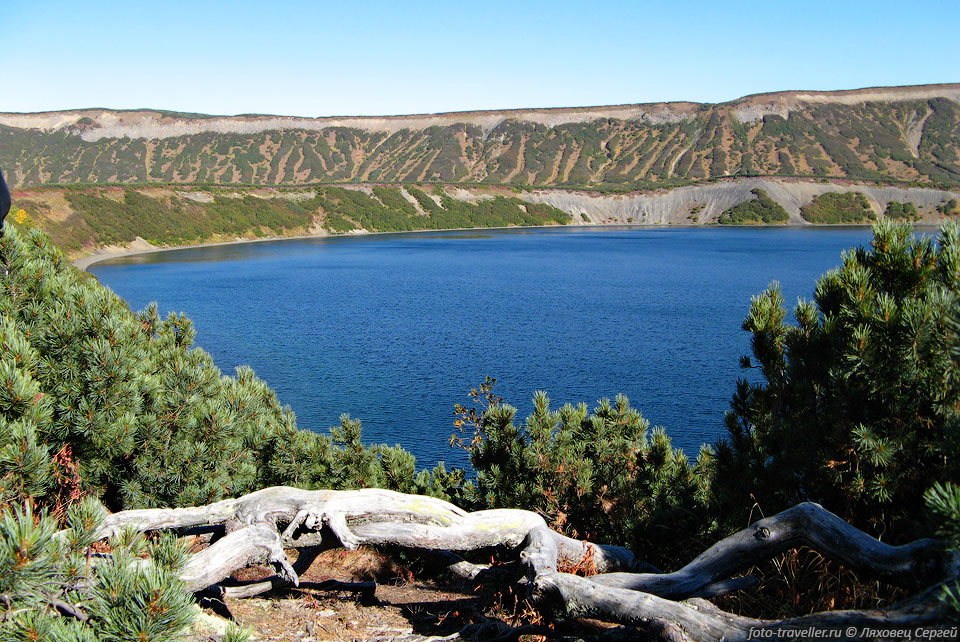Озеро Дальнее окружено зарослями кедрача