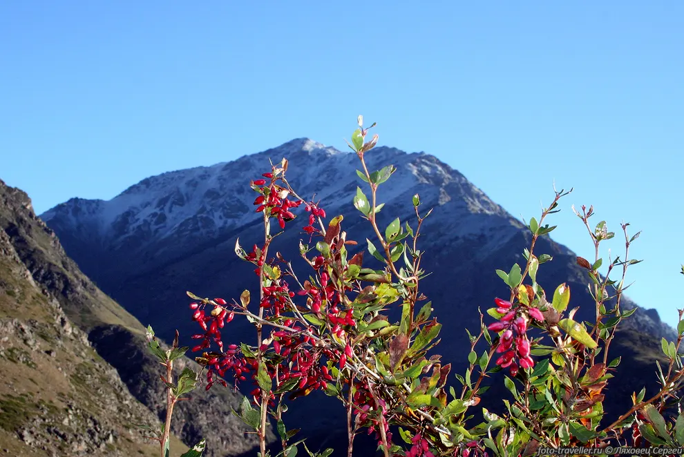 Барбарис обыкновенный (Berberis vulgaris L.)