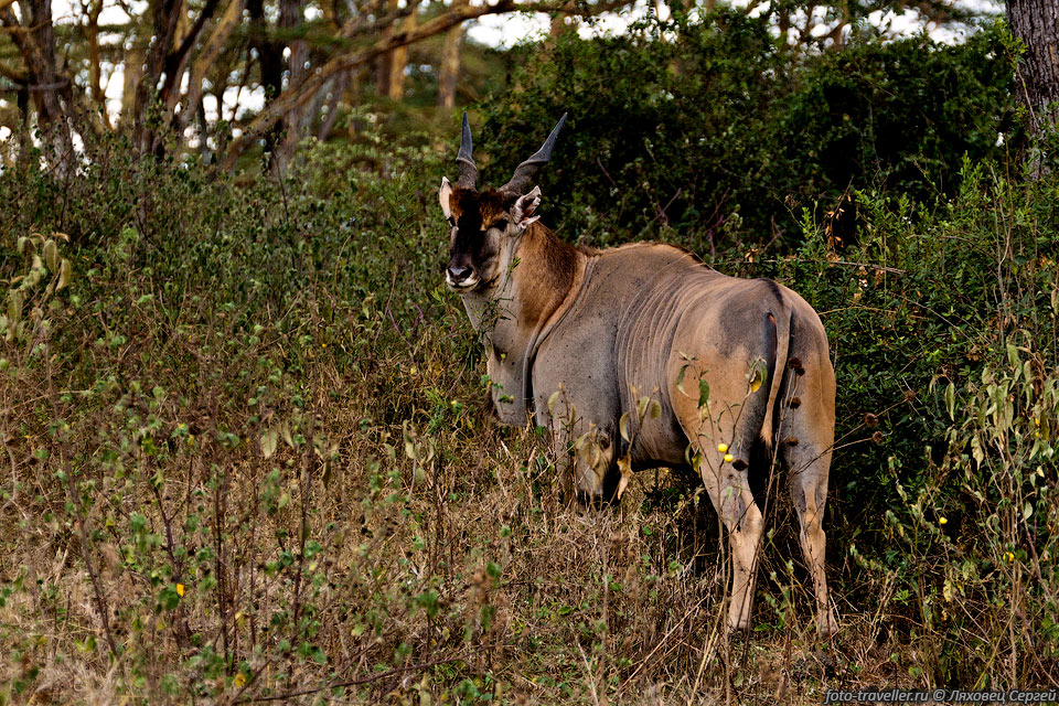 Канна (Taurotragus oryx, Common Eland) - одна из самых крупных 
антилоп
