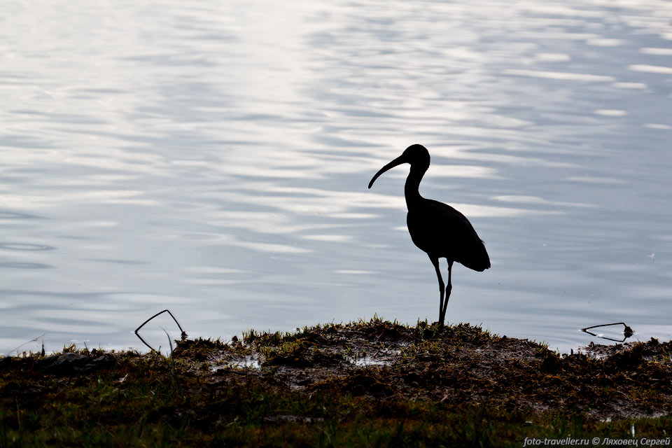 Маленькое озеро Олоиден (Lake Oloiden) находится возле озера Найваша.
Тут можно увидеть всяких птичек, в том числе фламинго. При желании покататься на 
лодке.