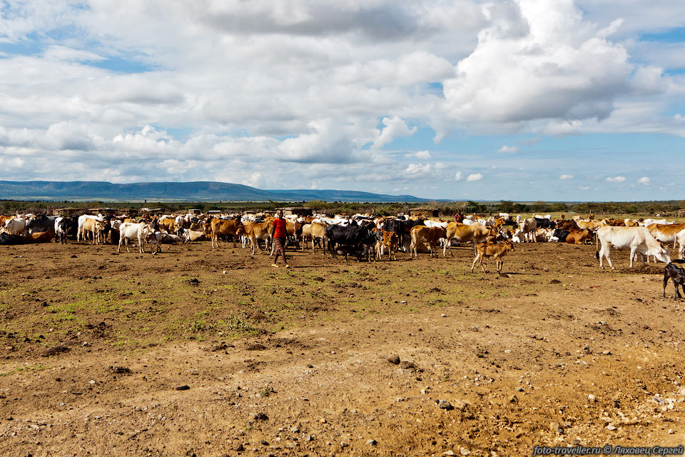 Масаи со своими коровами.