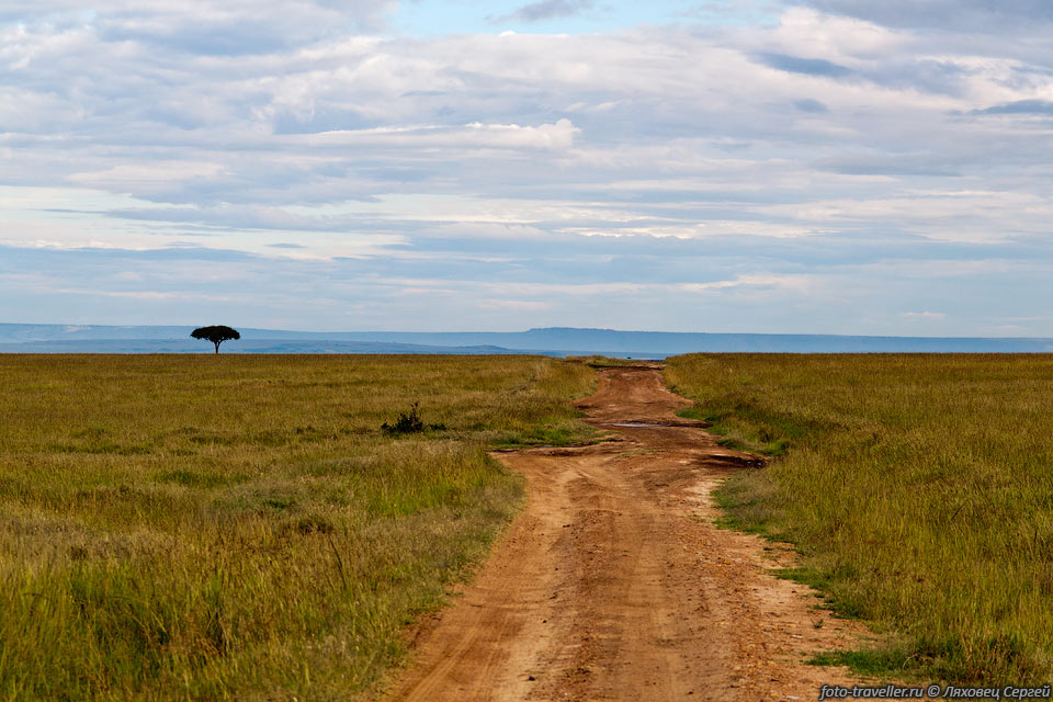 Рано утром въезжаем в национальный парк Масаи Мара (Masai 
Mara National Park),
который является одним из самых известных парков Африки.
Животных тут много - львы, слоны, буйволы, зебры, страусы, антилопы, бегемоты, разные 
птички и пр.