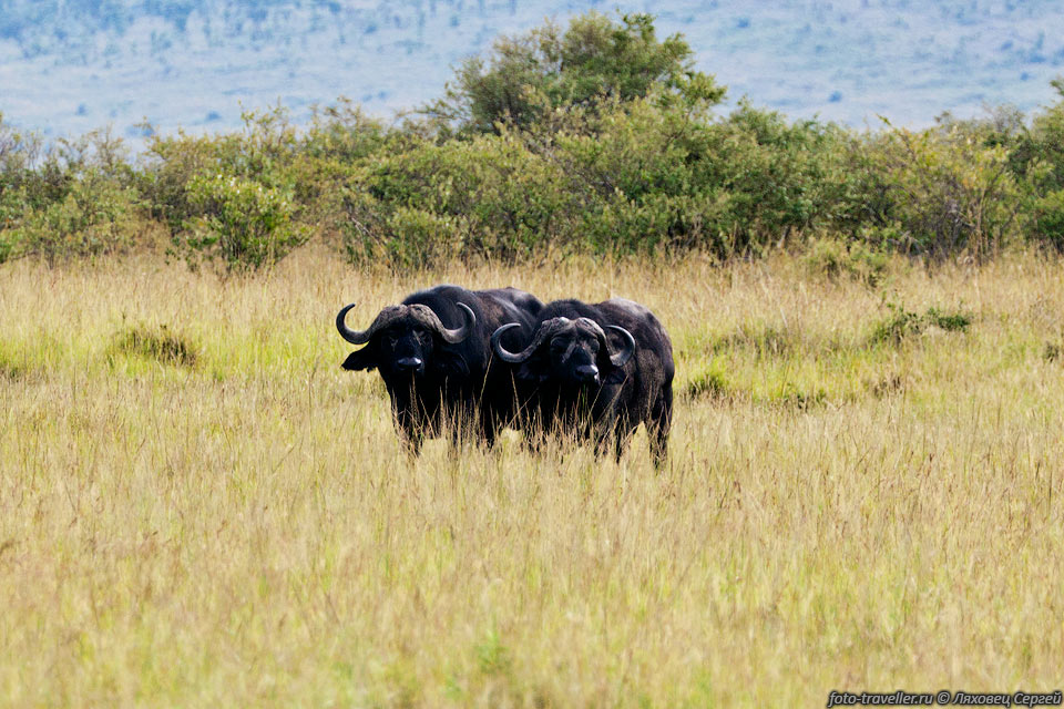 Африканский буйвол, чёрный буйвол (Syncerus caffer, African buffalo, 
Cape buffalo).
Это крупнейший из современных быков. Изредка встречаются старые быки весом до 1200 
кг.