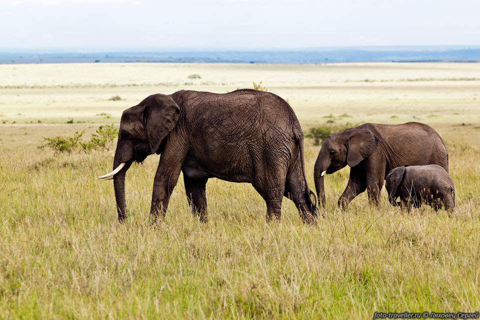 Саванновый африканский слон (Loxodonta africana).
Является самым крупным из ныне живущих наземных животных.
Самый большой экземпляр весил более 12 тон.