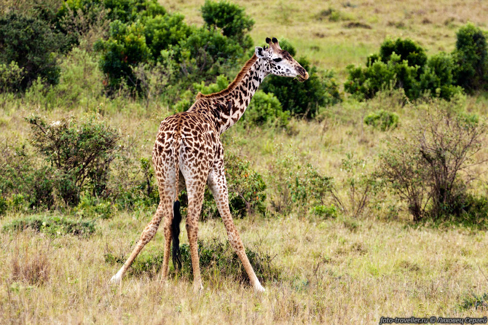 Чтобы поесть с низкого куста или попить воды,
жирафу нужно широко расставить ноги