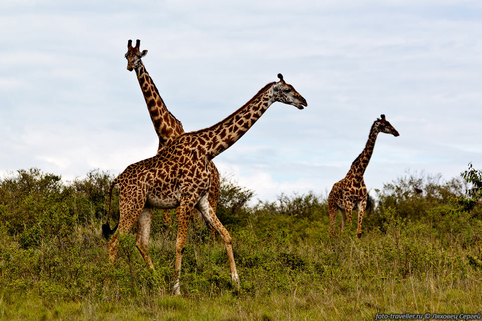 Жираф (Giraffa camelopardalis).
Самцы достигают высоты 6 м.