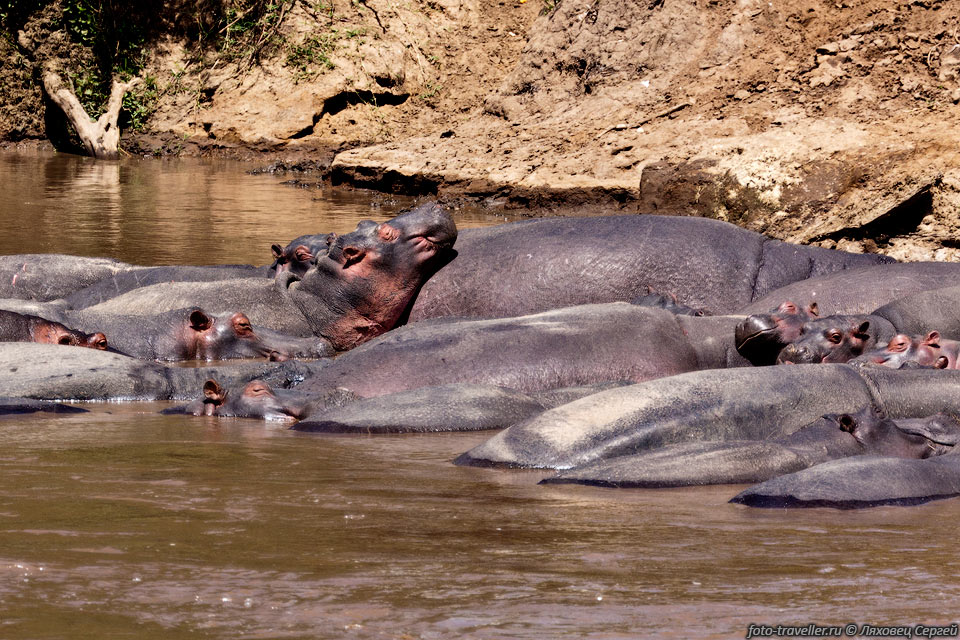 Обыкновенный бегемот, гиппопотам (Hippopotamus amphibius).