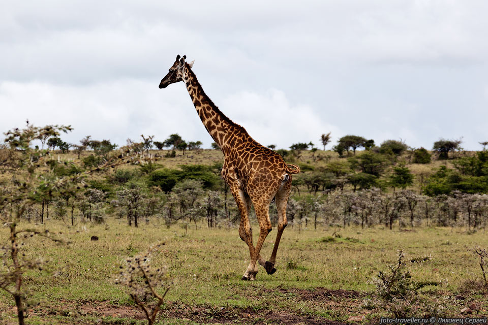 Бегущий жираф развивает скорость до 55 км/ч